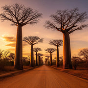 Travel eSIM for Madagascar